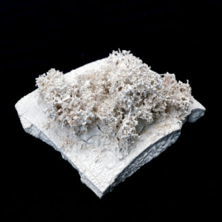 S28-16826 - Forêt calcifiée I - Jing Yang